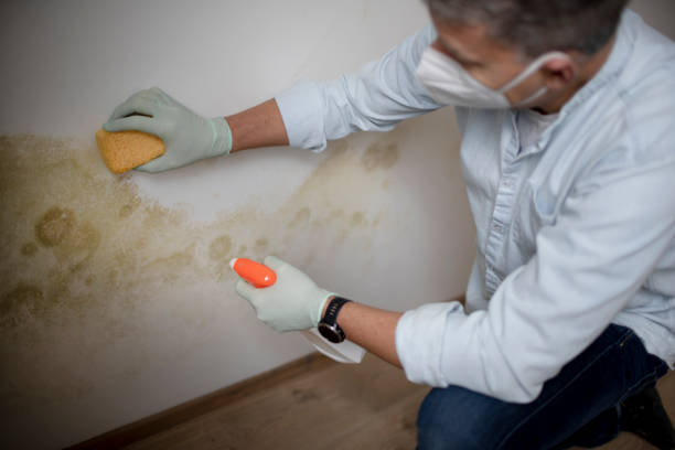 Best Commercial Mold Remediation in Port Aransas, TX
